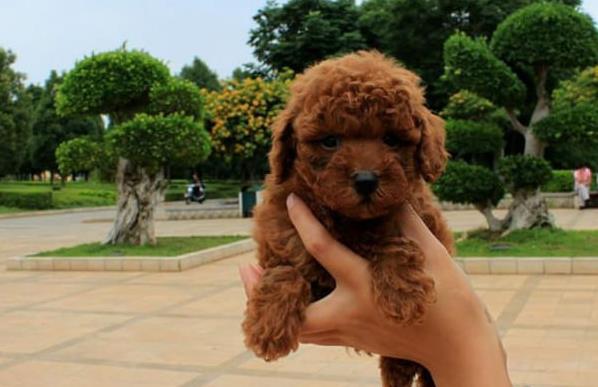 北京宠物狗狗出售纯种贵宾犬小迷你贵宾犬活体