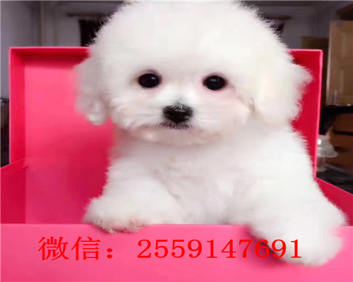 西安哪里卖巨型贵宾犬 西安贵宾多少钱 西安红