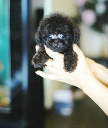 沈阳宠物狗狗出售纯种泰迪幼犬茶杯泰迪犬领养