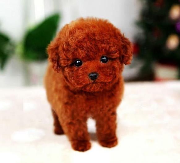 杭州狗场出售纯种贵宾犬宠物狗市场在哪买狗卖