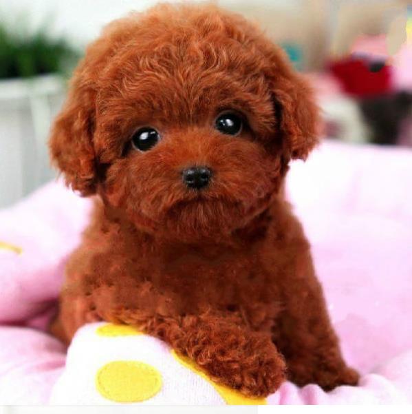 长沙宠物狗狗出售纯种贵宾犬幼犬茶杯泰迪领养