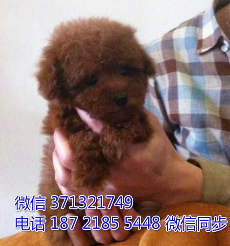 杭州狗狗 贵宾犬出售纯种幼犬 杭州犬舍 特价