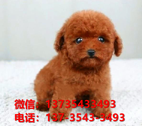 武汉犬舍 出售纯种贵宾犬迷你贵宾犬宠物狗场