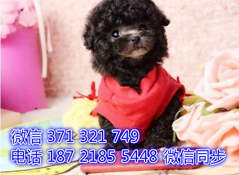 福州 全国发货 犬舍繁殖贵宾 出售纯种幼犬 包售后闭