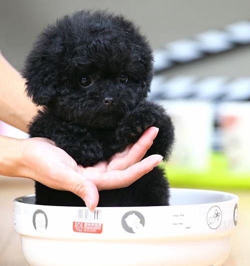 纯种贵宾犬领养深圳宠物狗狗市场在哪里买狗网