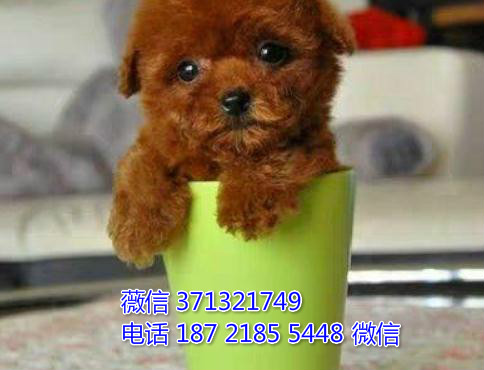 大连狗狗 贵宾犬纯种幼犬出售 大连狗狗全国发