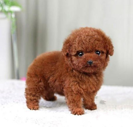 深圳哪里有卖茶杯犬 泰迪熊多少钱一只 泰迪熊颜色图片