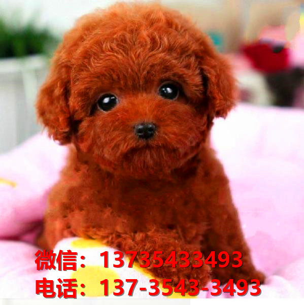 上海狗场出售纯种贵宾犬宠物狗市场领养买狗卖