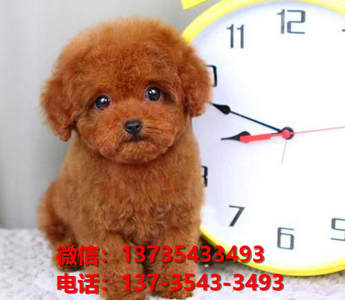 纯种贵宾犬领养深圳宠物狗狗市场在哪里买狗网上哪里有狗卖