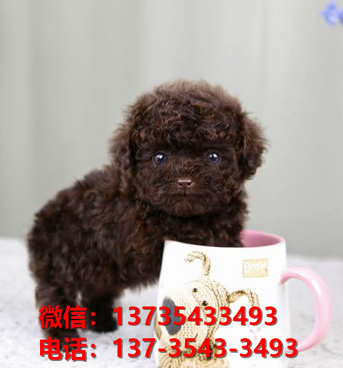 长沙犬舍 出售纯种贵宾犬 正宗宠物狗狗市场在