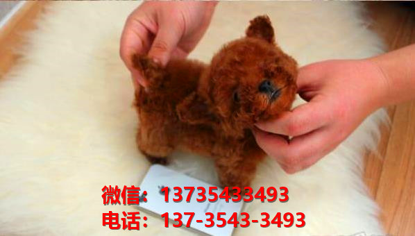 西安犬舍 出售纯种贵宾犬迷你贵宾犬宠物狗场