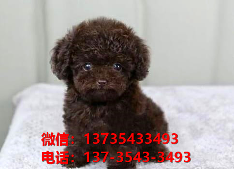 迷你贵宾犬 济南宠物狗市场在哪里卖狗哪里有