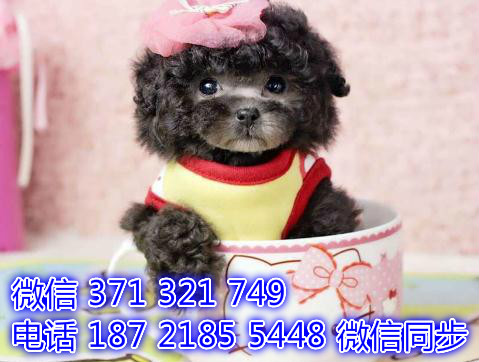 2全国发货 犬舍繁殖贵宾 出售纯种幼犬 包售后恐