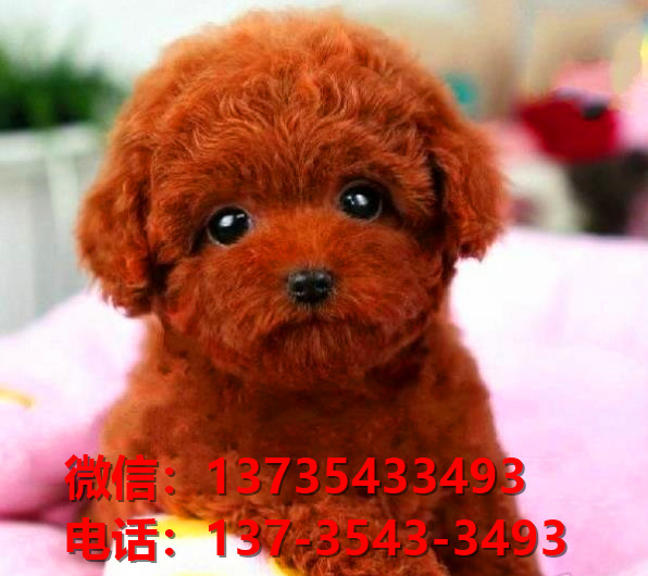 迷你贵宾犬 深圳宠物狗市场在哪里卖狗哪里有狗买领养