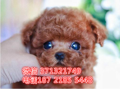 青岛狗狗 贵宾犬出售纯种 青岛犬舍 全国发货