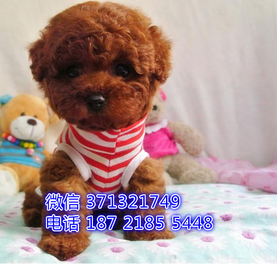 郑州狗狗 贵宾犬出售纯种幼犬 郑州犬舍 全国