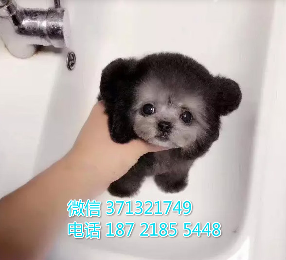 深圳狗狗 贵宾犬出售纯种幼犬 深圳实体店 全国发货