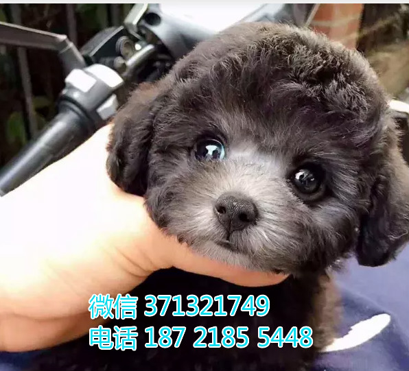 深圳狗狗 贵宾犬出售纯种幼犬 深圳实体店 全国发货