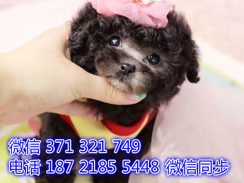 济南宠物狗狗 贵宾出售纯种幼犬 济南犬舍在哪