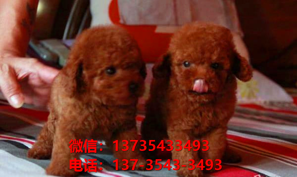 青岛犬舍 出售纯种贵宾犬迷你贵宾犬宠物狗场