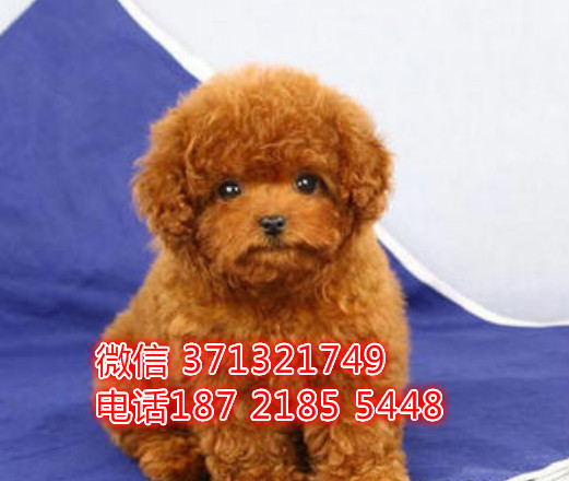 全国发货贵宾纯种幼犬 南京犬舍狗场特价狗狗