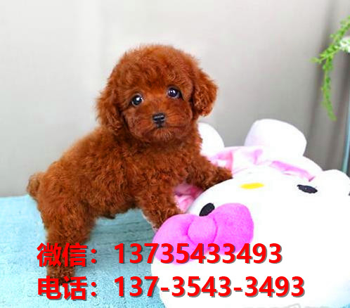 迷你贵宾犬 长沙宠物狗市场在哪里卖狗哪里有
