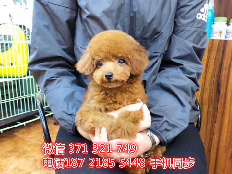 贵宾犬幼犬出售纯种 狗场直销宠物 哪里有宠物狗狗白