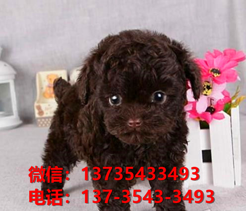 吉林宠物狗狗 狗市场在哪卖狗买狗地方有狗狗