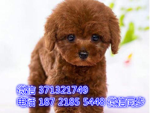 特价贵宾出售纯种幼犬 专业繁殖专业发货 可上门看媳