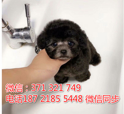 全国特惠贵宾纯种幼犬 支持上门 支持空运汽运 包健康拘