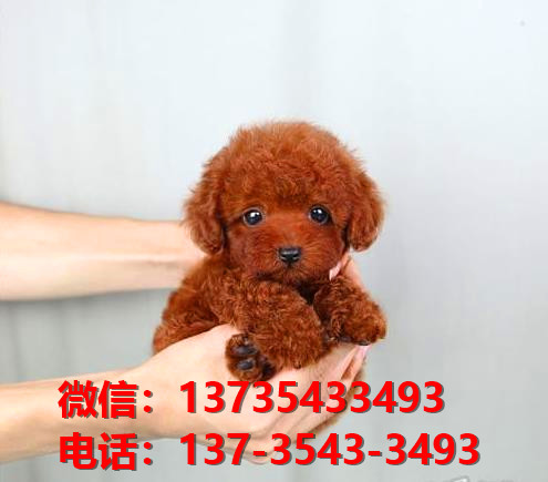 正宗健康的迷你贵宾犬哪里有卖 深圳犬舍出售