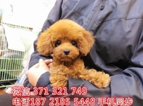 贵宾犬幼犬出售纯种 狗场直销宠物 哪里有宠物狗狗济