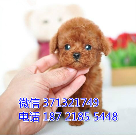 宠物狗狗贵宾全国可以发货 犬舍繁殖 包健康荒