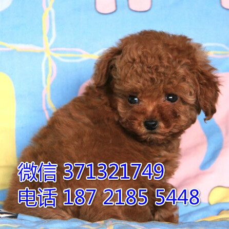 宠物狗狗贵宾幼犬 全国可以发货 犬舍繁殖掀