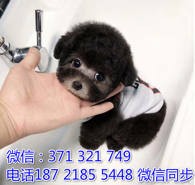 全国特惠贵宾纯种幼犬 支持上门 支持空运汽运