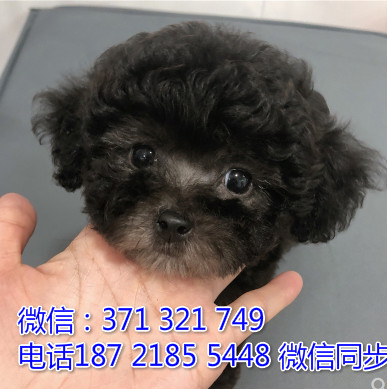 全国特惠贵宾纯种幼犬 支持上门 支持空运汽运 包健康祭