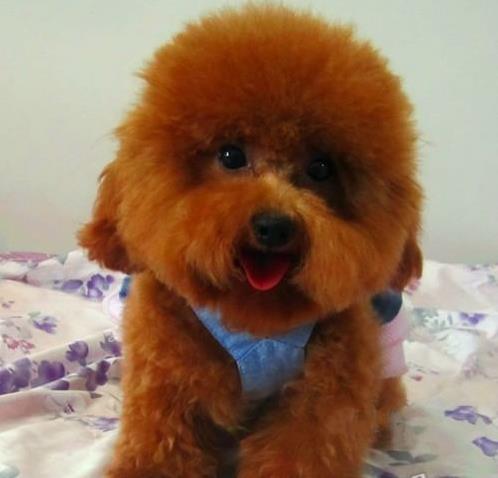 正宗健康的迷你贵宾犬哪里有卖 天津犬舍出售