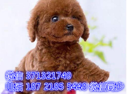 特价贵宾出售纯种幼犬 专业繁殖专业发货 可上门看牙