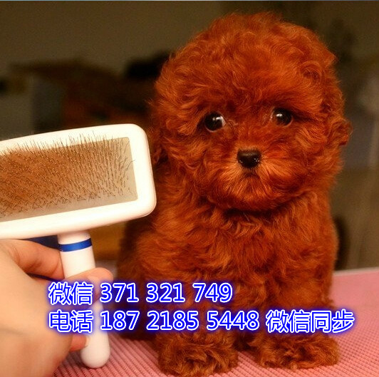 贵宾犬出售 宠物狗狗  宠物市场 狗狗图片 买