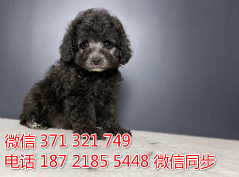 犬舍贵宾纯种幼犬出售 茶杯贵宾灰色犬舍狗场宠物狗蓝