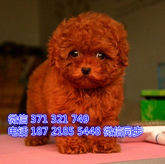 贵宾犬出售 宠物狗狗  宠物市场 狗狗图片 买卖狗狗岸