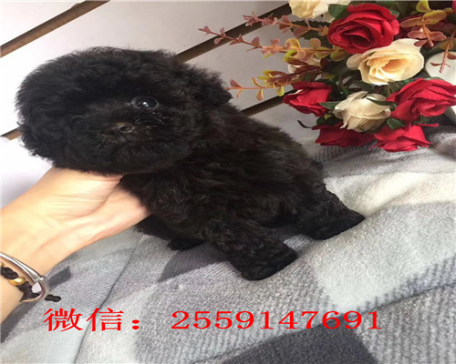  珠海哪里卖贵宾犬 珠海贵宾怎么卖的 珠海巨