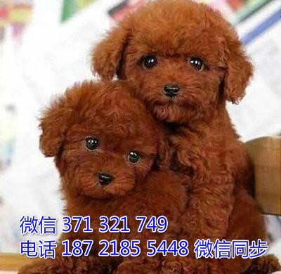 犬舍直销，哪里有宠物贵宾犬，精品小型中型大型犬狗狗露