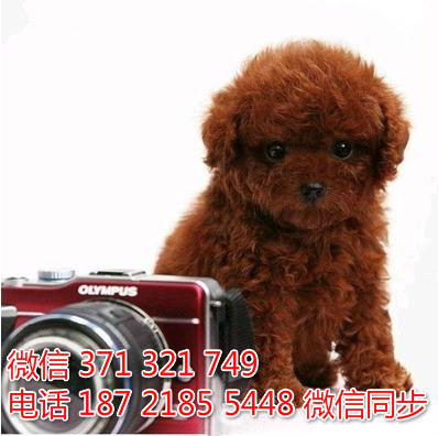 犬舍直销，哪里有宠物贵宾犬，精品小型中型大型犬狗狗履