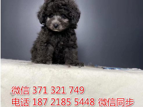 犬舍贵宾纯种幼犬出售 茶杯贵宾灰色犬舍狗场宠物狗凡