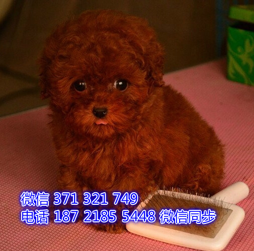 贵宾犬出售 宠物狗狗  宠物市场 狗狗图片 买卖狗狗越