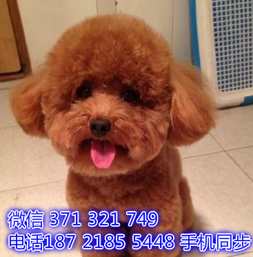 宠物市场 哪里有宠物贵宾，精品小型中型大型犬