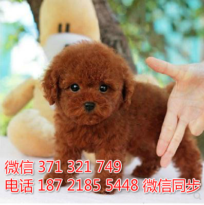 犬舍直销，哪里有宠物贵宾犬，精品小型中型大型犬