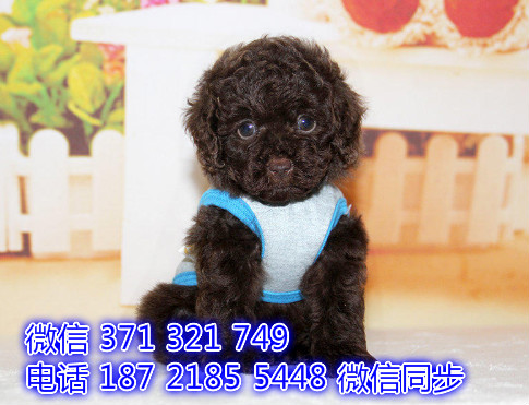 贵宾宠物买卖 宠物市场 宠物狗狗图片宠物网仍