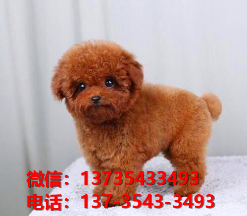 长治宠物狗狗犬舍出售纯种贵宾犬卖狗买狗地方在哪有狗市场